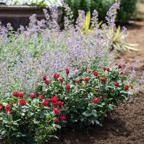 Image of Single miniature knockout rose in full bloom