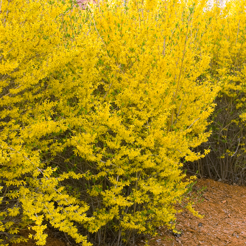 Lynwood Gold Forsythia Plant Addicts