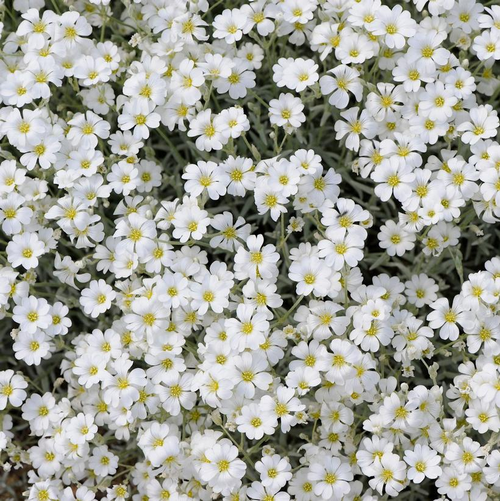 Image of Cerastium yoyo blue flowers in full bloom