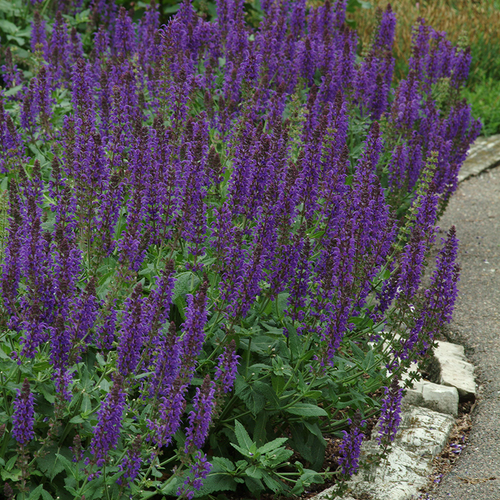 May Night Meadow Sage | Plant Addicts