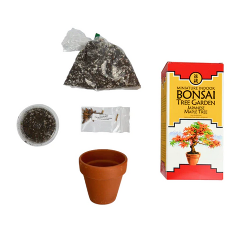 Diy Bonsai Tree Garden With Japanese Maple Seeds Plant Addicts