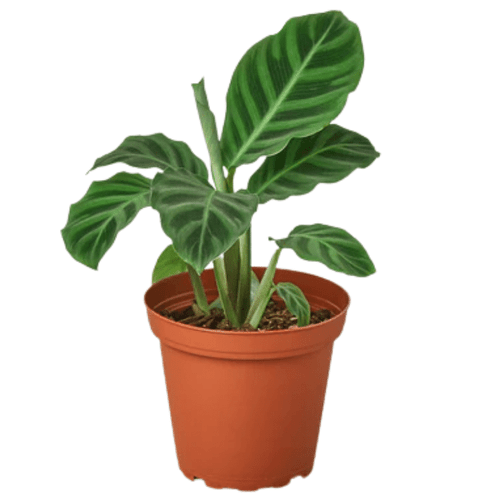 Zebrina Calathea | Plant Addicts
