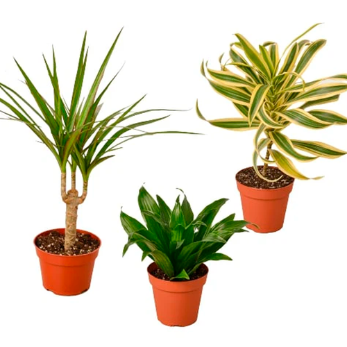 bipennifolium aurea philodendron 4