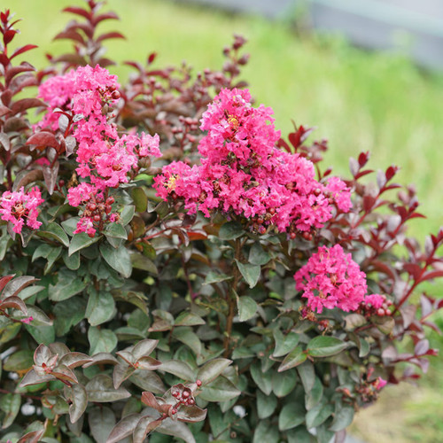 Rikki_Tikki_Pink_Crape_Myrtle_