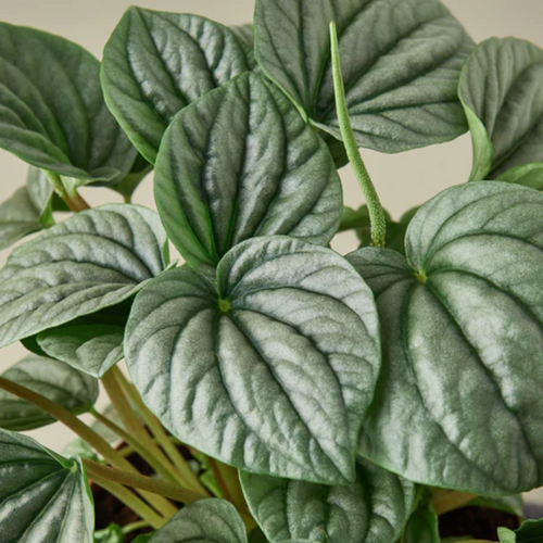 Peperomia nitida 'Cupid' – Leaf & Clay