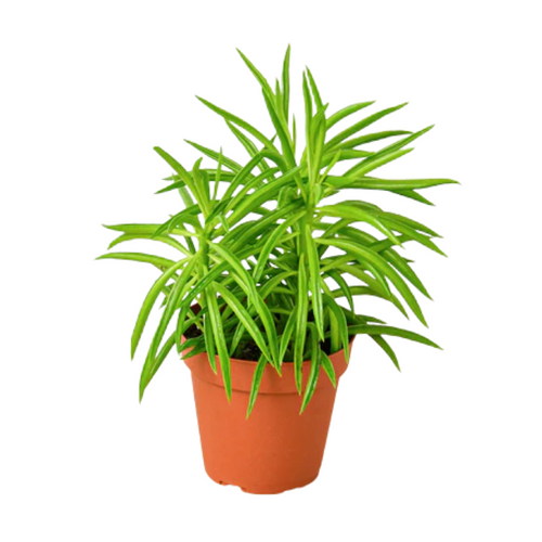 Green Bean Peperomia | Plant Addicts