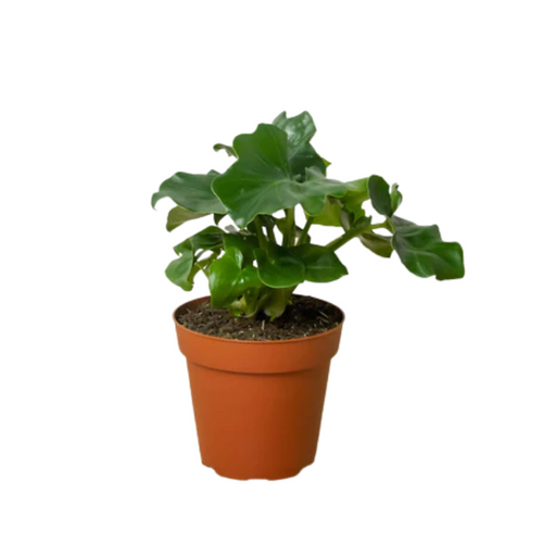 viburnum tinus plant Viburnum Spring Bouquet, Flowering Shrub main image 1