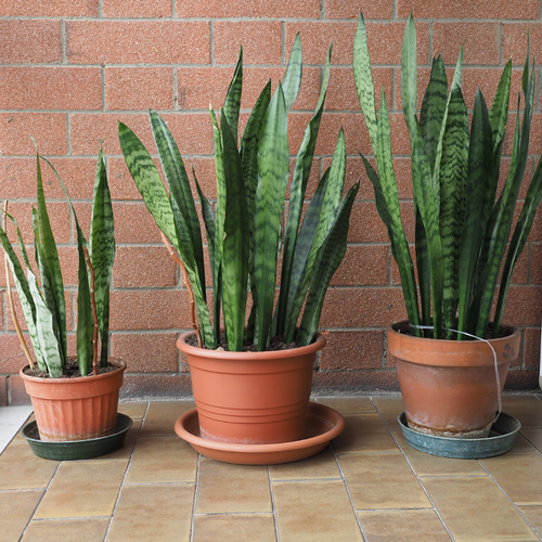 sansevieria plants
