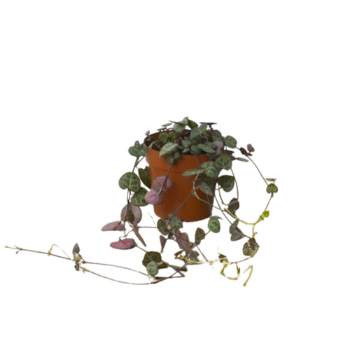 String Of Hearts | Plant Addicts