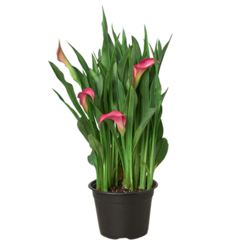 Calla Spring Rose Pink Calla Lily | Plant Addicts
