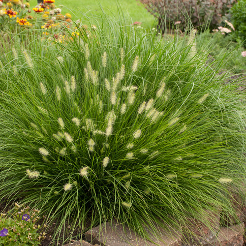 Little Bunny Dwarf Fountain Grass | Plant Addicts