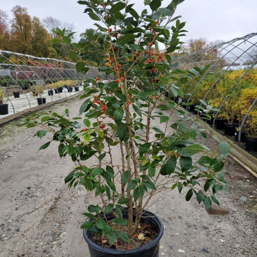 パワーツリー アクニアセラム 95mL パワーツリー アクニアセラム 95mL 【公式通販】