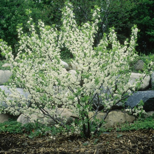 Beach Plum Plant Addicts   Healthy Beach Plum  64666.1669050622.500.750 