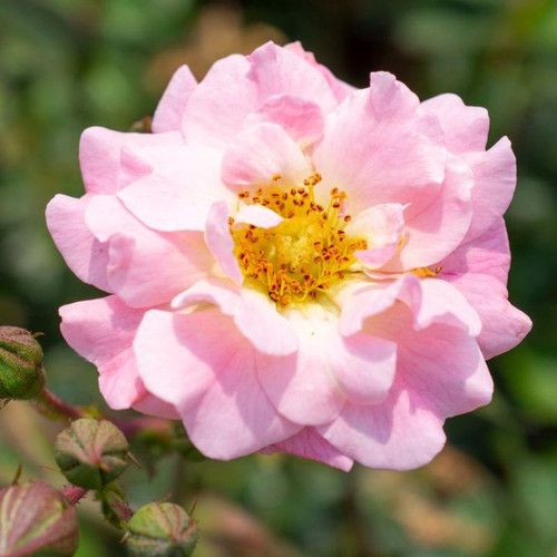 Blushing Drift® Rose | Plant Addicts