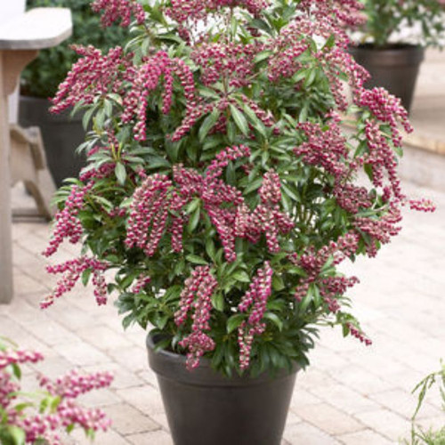 Image of Pieris Flaming Silver in a vase