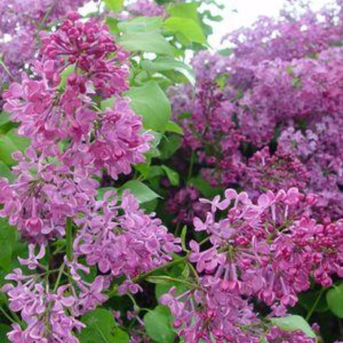 Pocahontas Lilac | Plant Addicts