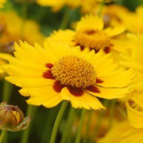 Tequila Sunrise Tickseed Plant Addicts