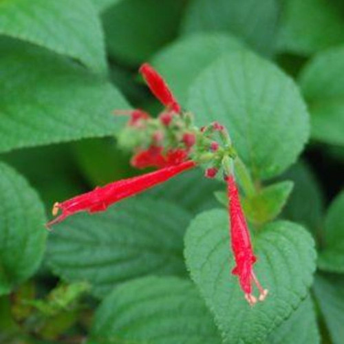 dirty_pothos 4