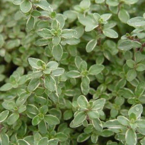 Silver_Edged_Thyme_Plant__8833