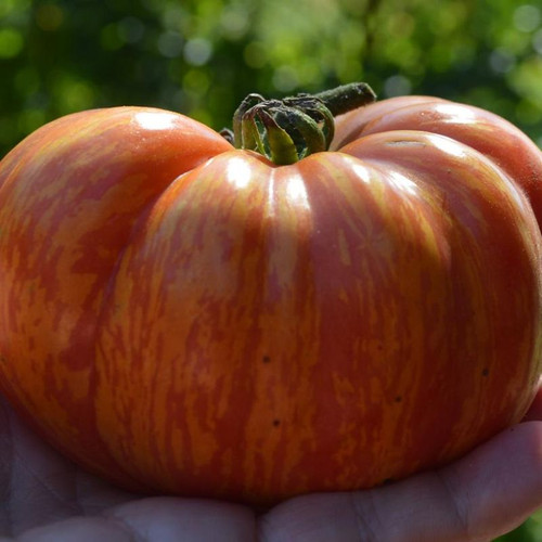 Mr. Stripey Heirloom Beefsteak Tomato Plant | Plant Addicts