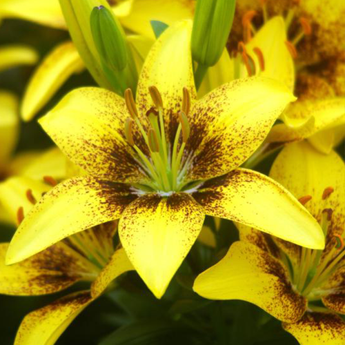 Fantasiatic Hot-Spot Yellow Lily | Plant Addicts