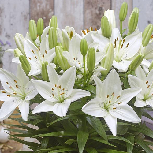 Fantasiatic White Lily | Plant Addicts