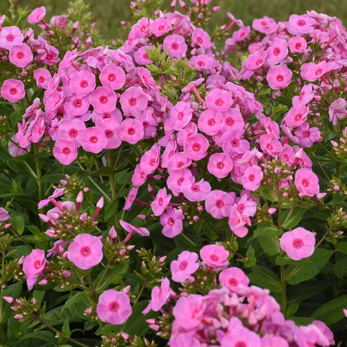 Luminary® Prismatic Pink Tall Garden Phlox | Plant Addicts