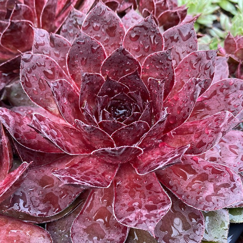 Chick Charms® Giant Maroon Mountain Hens and Chicks | Plant Addicts