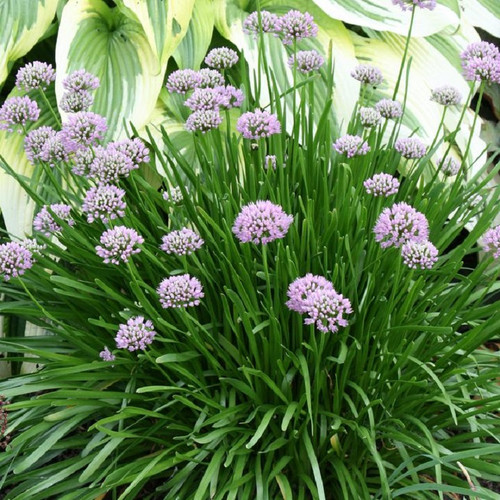 ［新品］SLOTHREAT Allium Longfield Gardens Allium | Costco