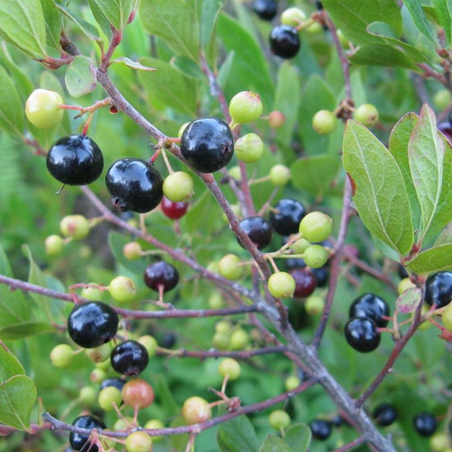 Black Huckleberry | Plant Addicts