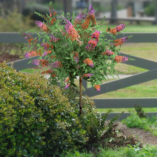 Butterfly Plants For Sale | Pollinator Garden Plants