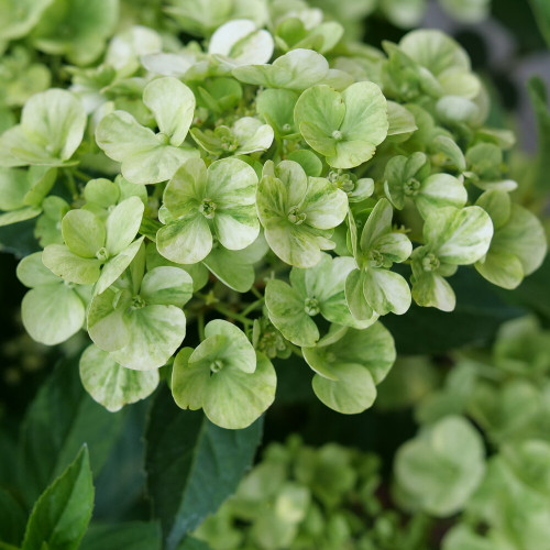 hydrangea-fairytrail-green-
