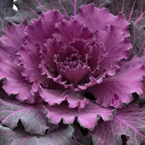 Osaka Red Flowering Cabbage | Plant Addicts