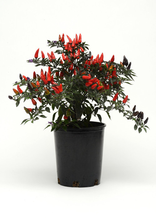 Midnight Fire Ornamental Pepper | Plant Addicts