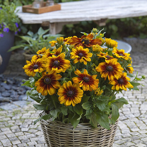 sunbeckia_luna_4__94766__97594