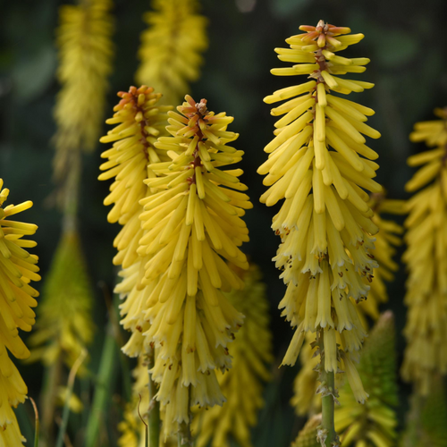 Glowstick Red Hot Poker | Plant Addicts