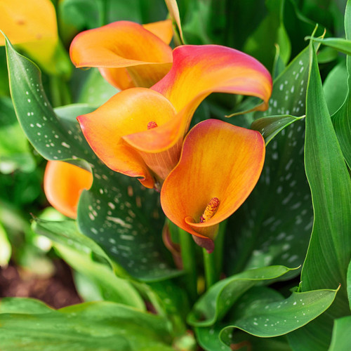 Orange Calla Lily Grow Kit Plant Addicts