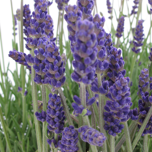 Annet English Lavender | Plant Addicts