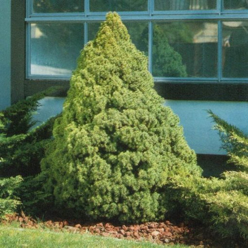 Dwarf Alberta Spruce | PlantAddicts.com