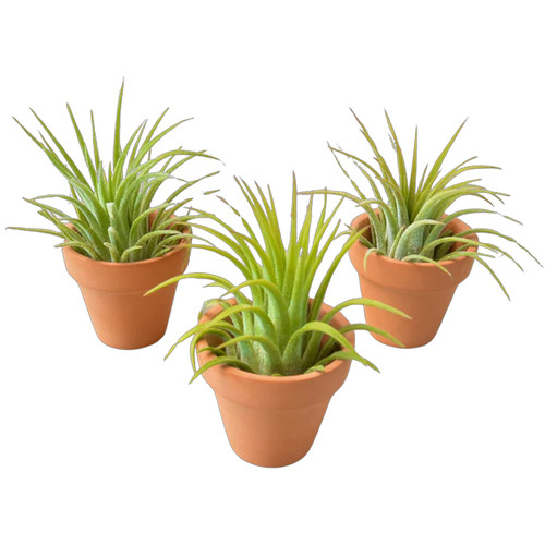 Ionantha Air Plants with Mini Terra Cotta Pots | Plant Addicts