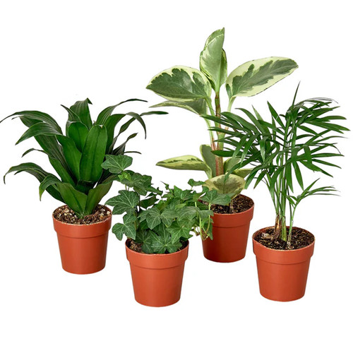 Tropical Plant Variety Pack | Plant Addicts