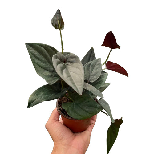 Red Arrow Syngonium | Plant Addicts