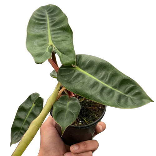 Billietiae Philodendron | Plant Addicts