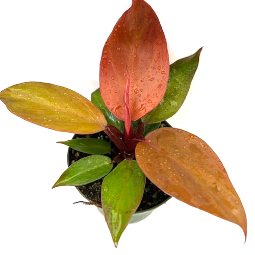 pothos ivy Pothos Golden (Epipremnum aureum)
