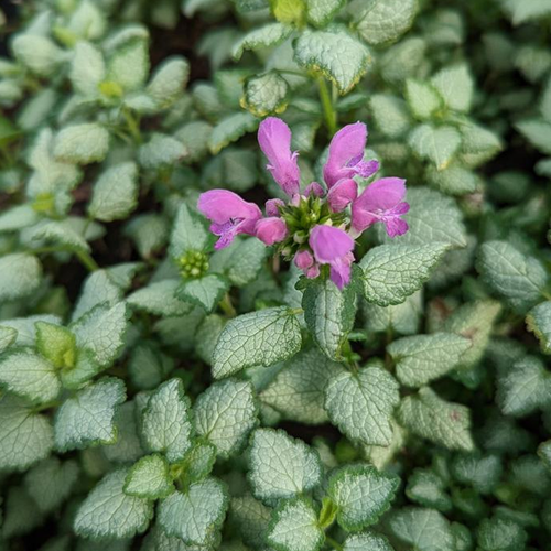 Red-Nancy-Lamium__67207.
