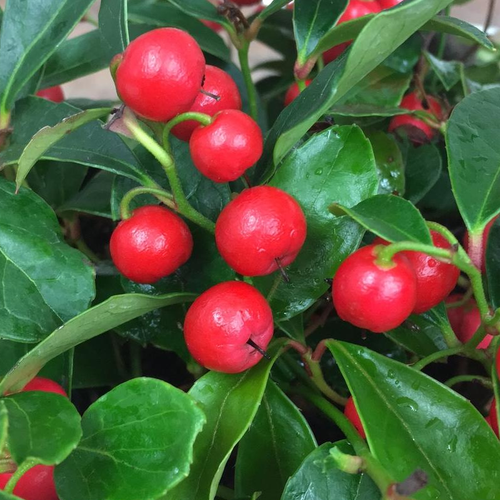 Cherry Berries Wintergreen | Plant Addicts