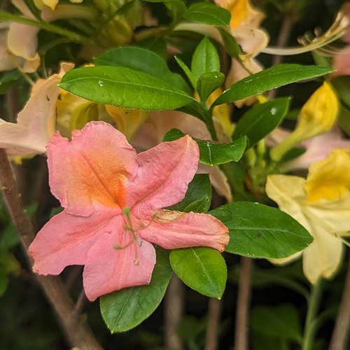 Garden Rainbow Azalea | Plant Addicts