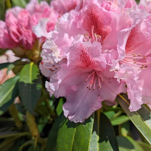 Holden's Solar Flare Rhododendron | Plant Addicts