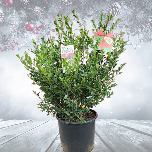 未使用♡Jolly Holly ハイブリッドエンボスフォルダースタンピンアップ Holiday Chilly Willy Japanese Holly | Plant Addicts