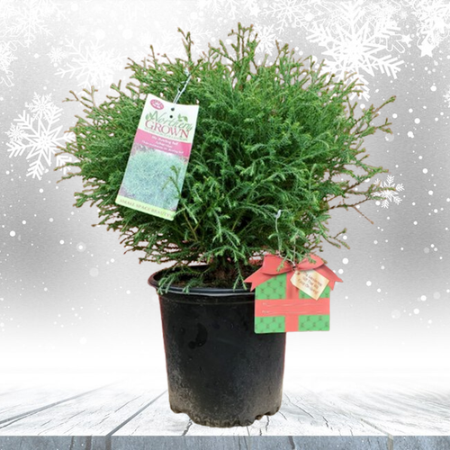 Holiday Mr. Bowling Ball American Arborvitae | Plant Addicts